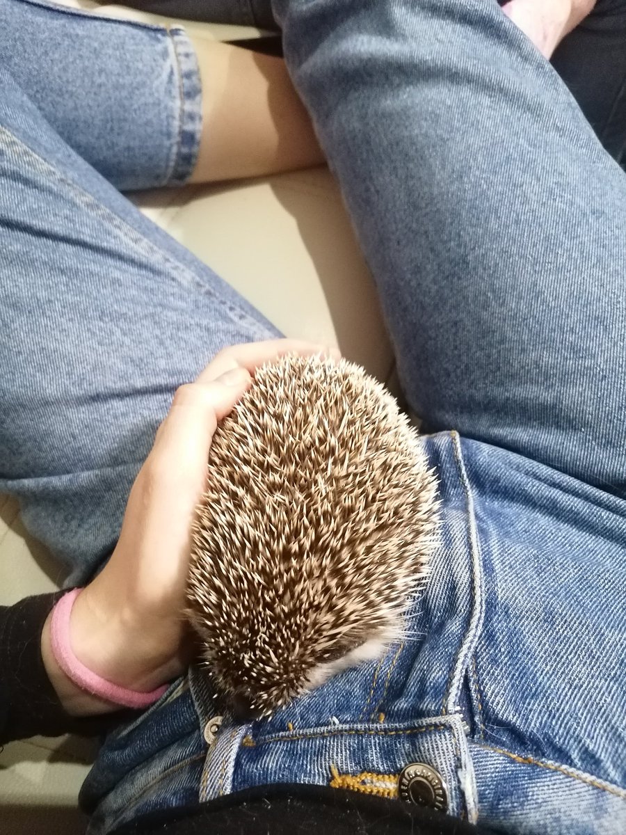 И с ежом