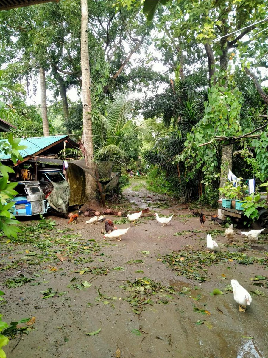 rapplerdotcom's tweet photo. Twitter user @roveaernazelle shares the situation from her house in Barangay Bayog, Los Baños, Laguna, on Sunday morning, October 30, after the onslaught of #PaengPH. Sources of water and electricity are disrupted, and network signal is fluctuating in the area as of posting. https://t.co/RQuxivzPW4