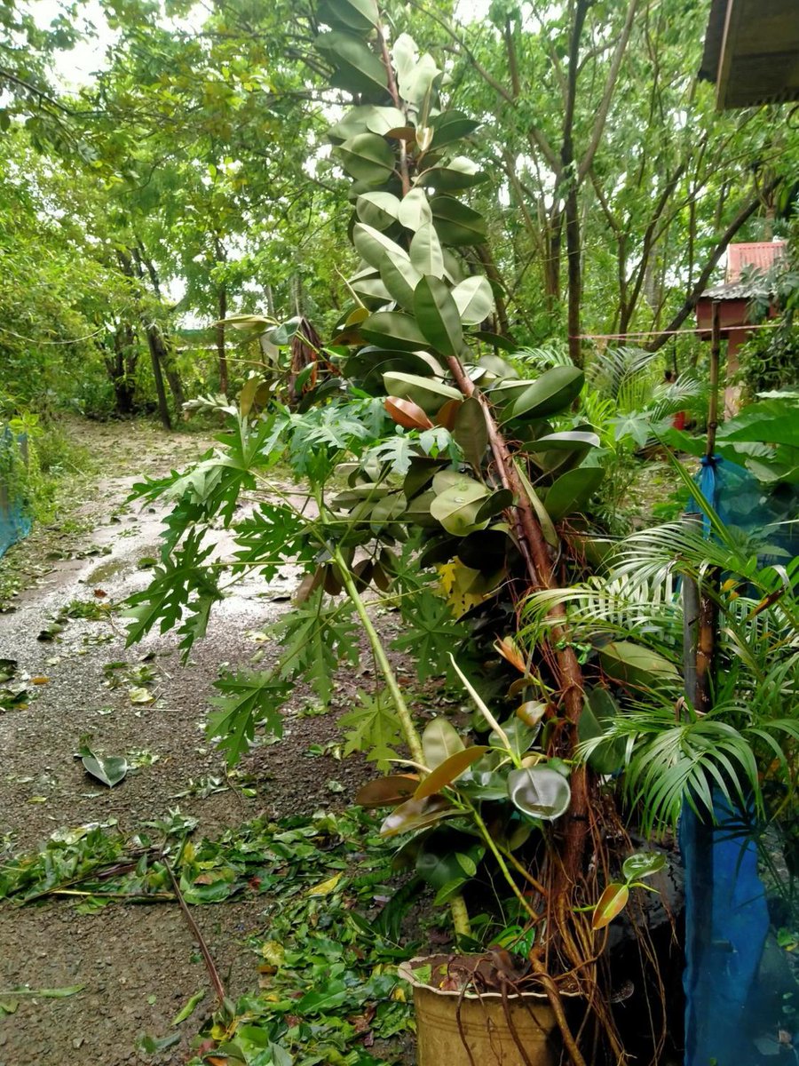rapplerdotcom's tweet photo. Twitter user @roveaernazelle shares the situation from her house in Barangay Bayog, Los Baños, Laguna, on Sunday morning, October 30, after the onslaught of #PaengPH. Sources of water and electricity are disrupted, and network signal is fluctuating in the area as of posting. https://t.co/RQuxivzPW4