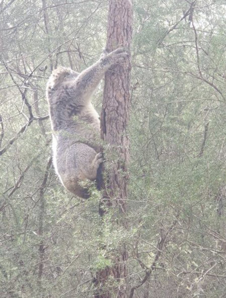 savesydneykoala's tweet image. 2 weeks left to get 4,000 NSW signatures! Please help by signing and sharing 

Thank you to the 16,000 who have signed our E Petition for wild Koala protections  #Sydney 

parliament.nsw.gov.au/la/Pages/epeti…