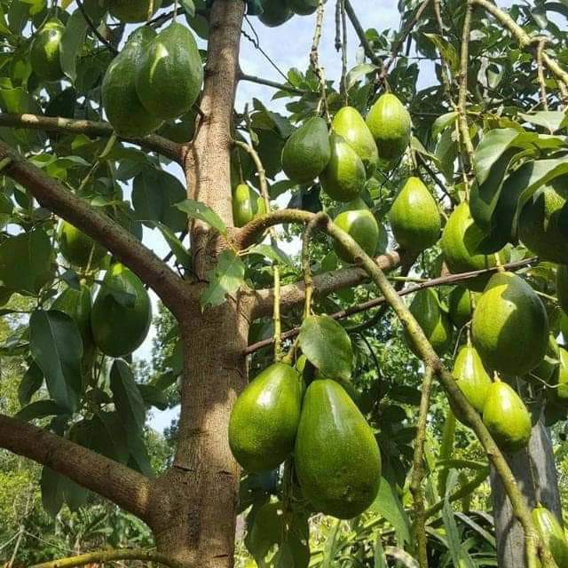 Mekar_Agrobibit's tweet photo. Kalau lihat yang berbuah - berbuah kayak gini, puas gak - puas gak...ya puas!!!

#MekarAgroBibitNusantara
#TanamanProdoktif
#085646823101 https://t.co/DPGXtDcroI