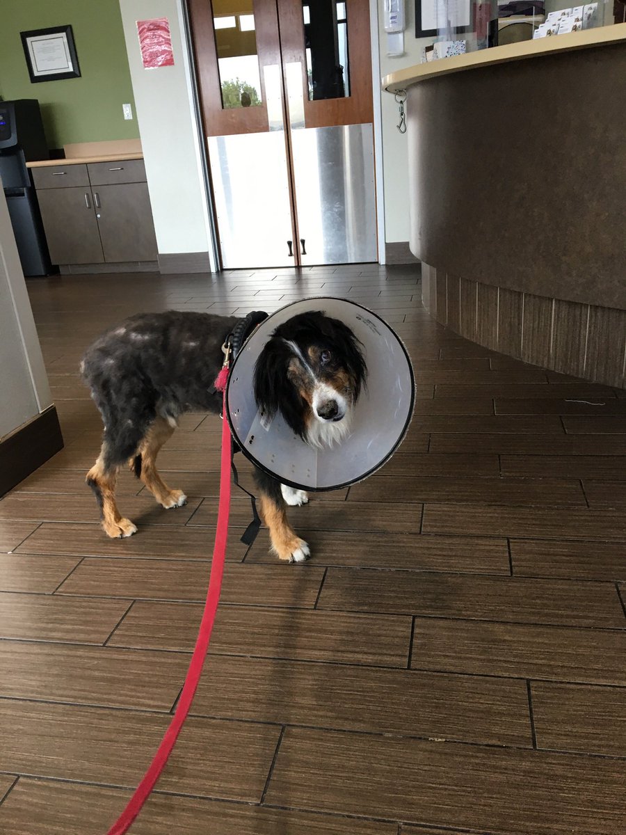 I’ve been diagnosed with heart disease 😭 doctor believe is due to my grain free diet which has been on the rise. Friends if your food is grain free do some research on how it can cause heart disease. Please send all good vibes and prayers 🙏🏼❤️