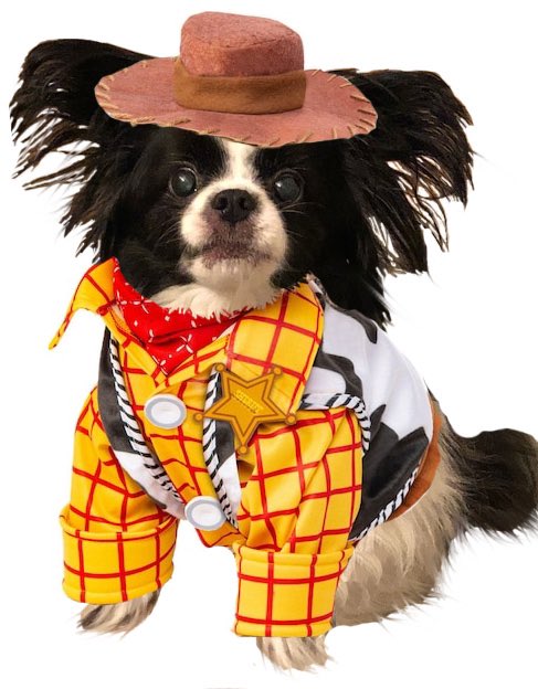 Private Oliver of Zombie Squad has decided to be Woody this Howloween!!!!  #zshq #ZsParade #dogsoftwitter
