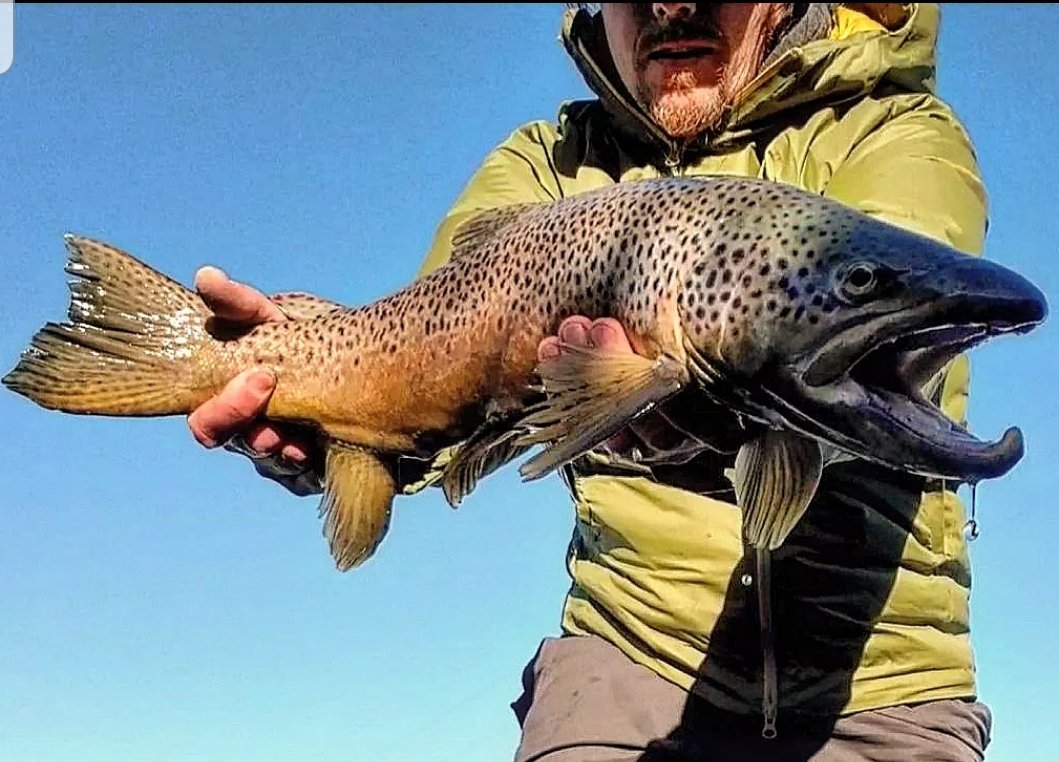 Fall in the foothills ❤
.
.
#mountainsnot #saveourslopes #savethemountains #protectourwater #protectourheadwaters #flyfishing #catchandrelease #flyfishinglife #flyfishingphotography #browntrout #waternotcoal #stopcrowsnestcoalmines #FireTheUCP