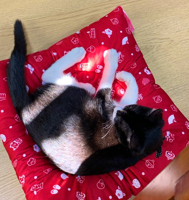 猫の居る生活は、前より喋り声が小さくなった テレビの音や生活音も一回り下げてる 