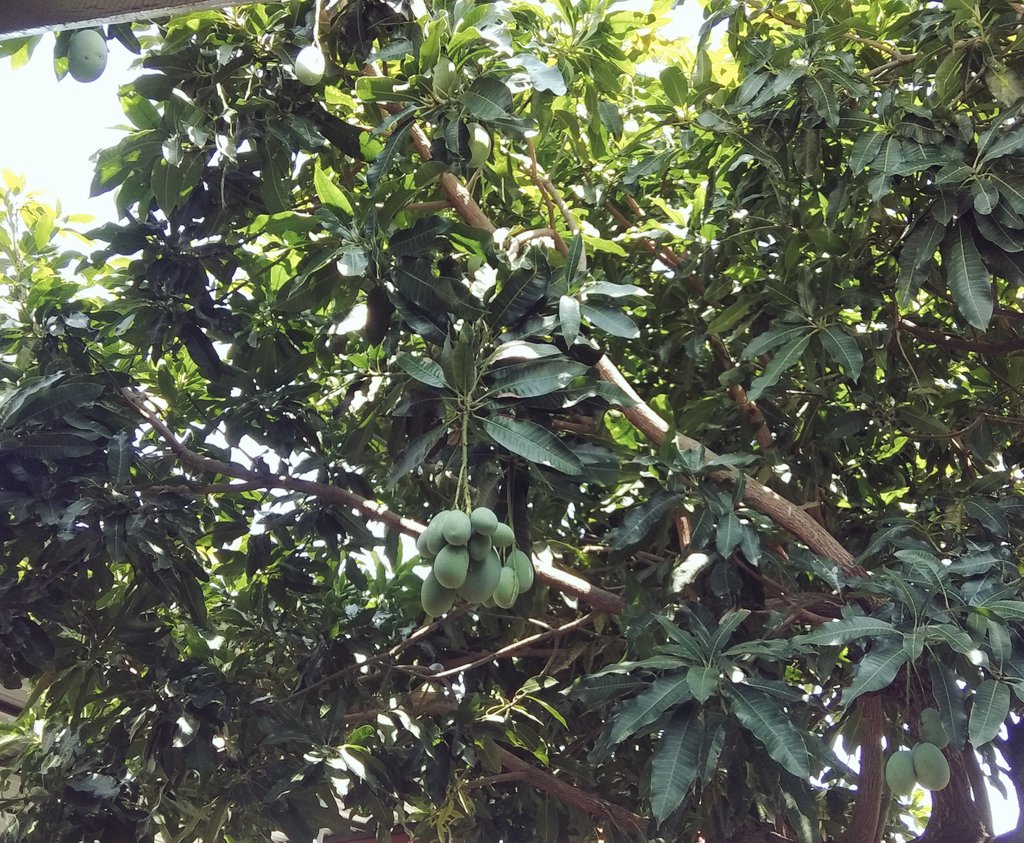 aaz_arin's tweet photo. Syabar.. Belum waktunya bikin rujak mangga😅
#weloveprobolinggo
#welovecities
#kecamatanmayangan
#kelurahanmayangan https://t.co/rx83nqZyOi