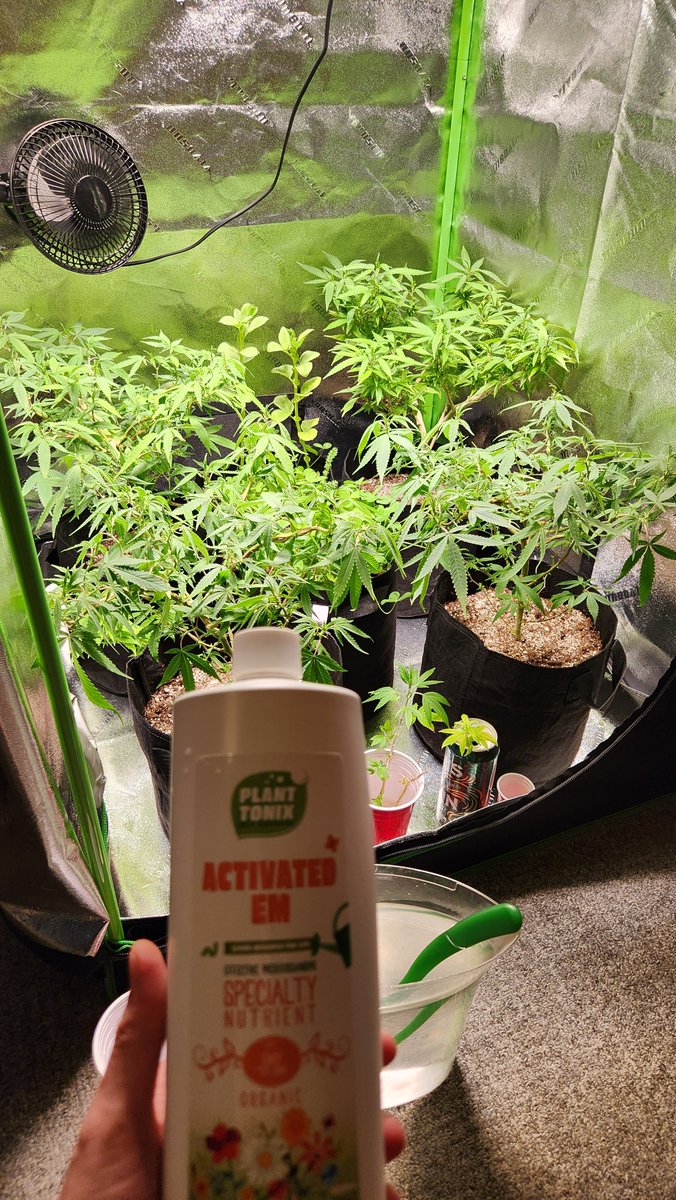 aagw's tweet photo. Trying a little something
#budgetgrow #projectsavethatguap
#lowtechsetup https://t.co/LsuCa1Ih1N