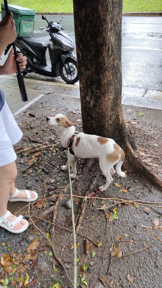MackyTung's tweet photo. We found a lost dog here in BGC along De Jesus Oval. We were able to catch him and put a leash on him. 

He definitely has a home since there was a harness on him when we found him.

Hoping Twitter can do its job and find the owner.

@IloveTaguig1 https://t.co/Q8Psovt8nR