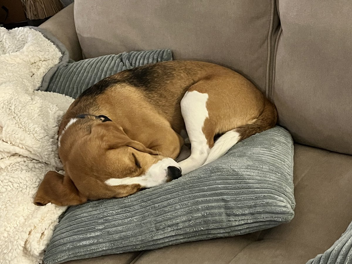 A little Beagle love to cleanse your feed.  #beagle #sleepybeagle #beaglepuppy