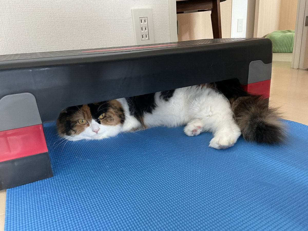 CatTuber_Lyon's tweet photo. 筋トレ中のお邪魔猫してます🐱 https://t.co/VoxP2apHWU