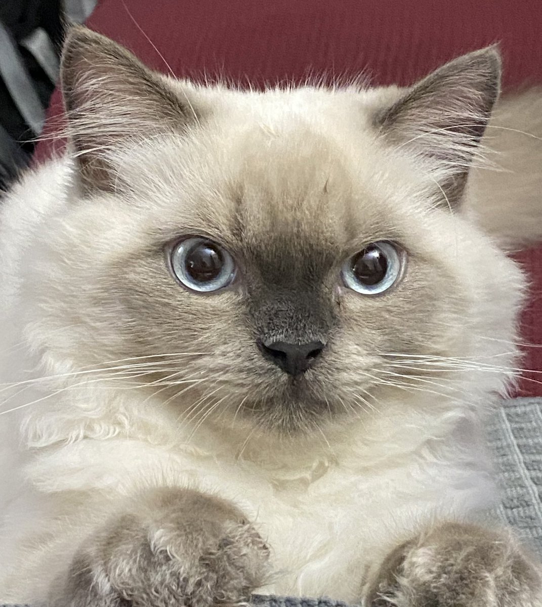 Our new family member Ringo. We sure love this little guy. He’s working on his new album and we will be doing his CDs and Packaging of his new album MEOW MEOW MEOW
