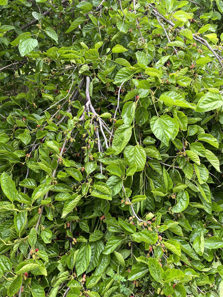 Dr Bob and Kevin🍇🍷🔬📷🦜🐶 tweet media