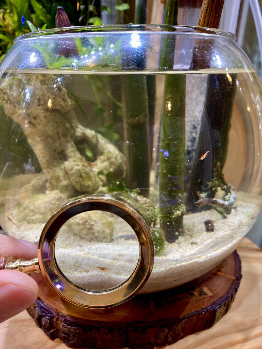 水換え 餌やり不要 で売られてる瓶詰め小エビをその通りに飼ってみたら意外な結果になった 生き物を飼うとは Togetter 水換え 餌やり不要 で売られてる瓶詰め小エビをその通りに飼ってみたら意外な結果になった 生き物を飼うとは Togetter