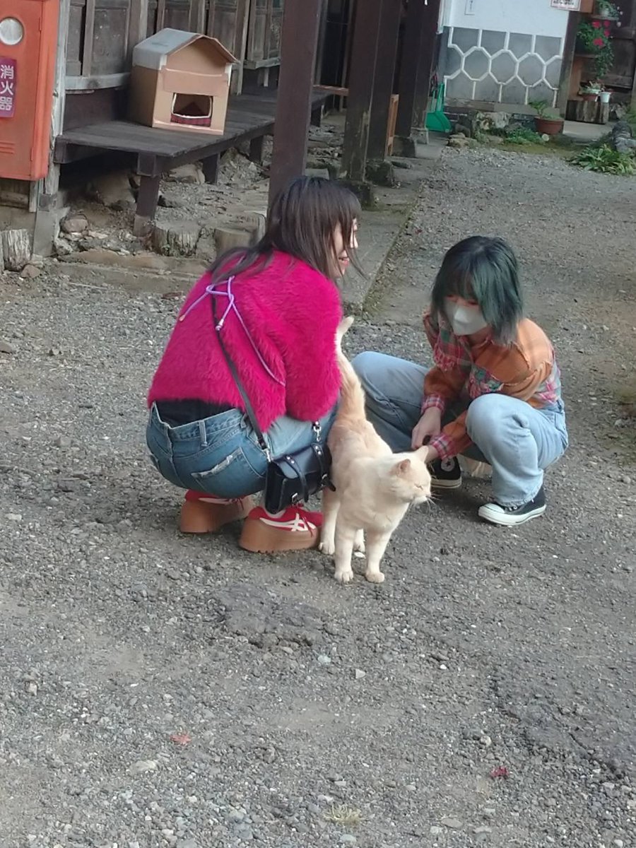 akutachan2012's tweet photo. ゆきたんが猫になっちゃった❣️🐈❣️🐈 https://t.co/t1LNTDEujW