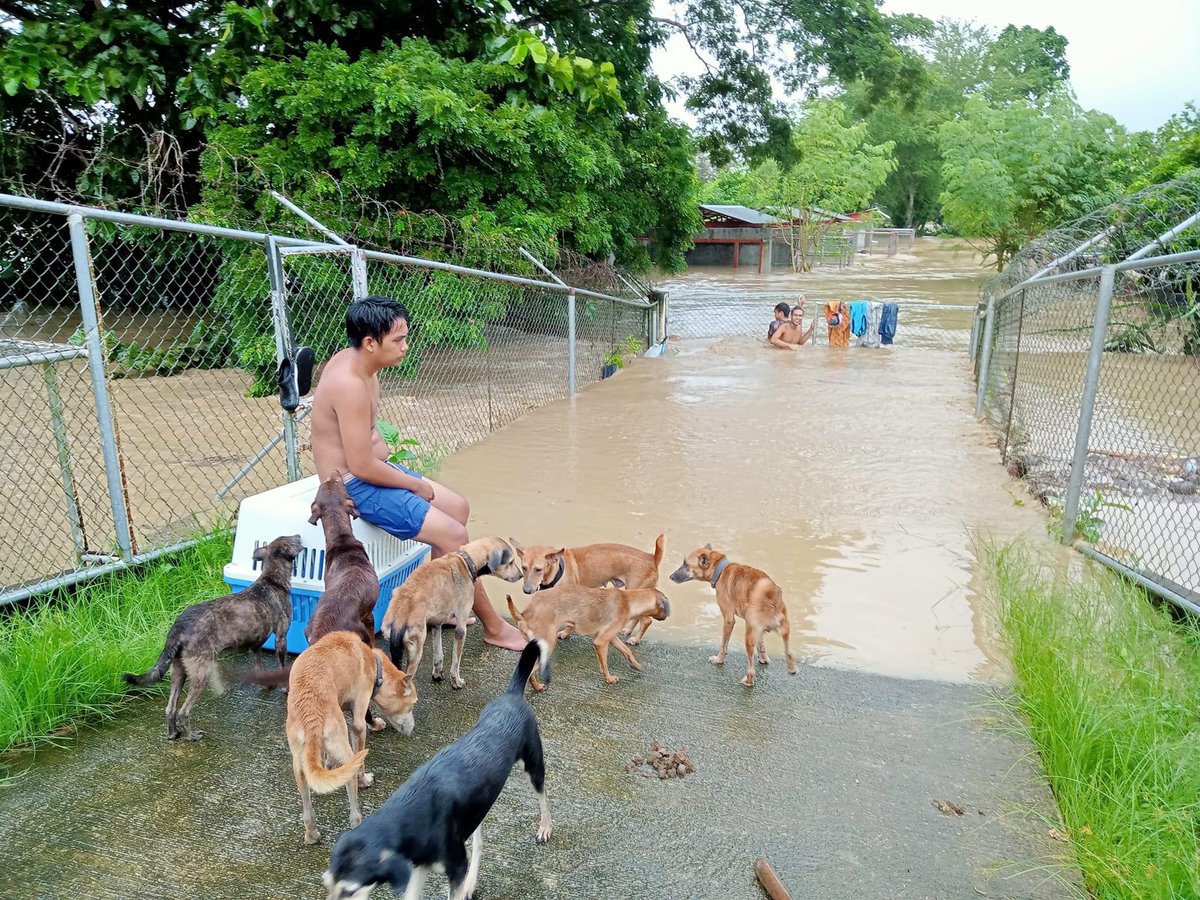 dorgibit's tweet photo. We at @approvingcorgis are appealing for your help. We are dedicating the remaining supply to raise funds to help those affected by the typhoon. 

ALL mint proceeds and royalties will go towards providing food, water, and shelter for both humans and animals.

(2/) https://t.co/Fnqvyb18hm