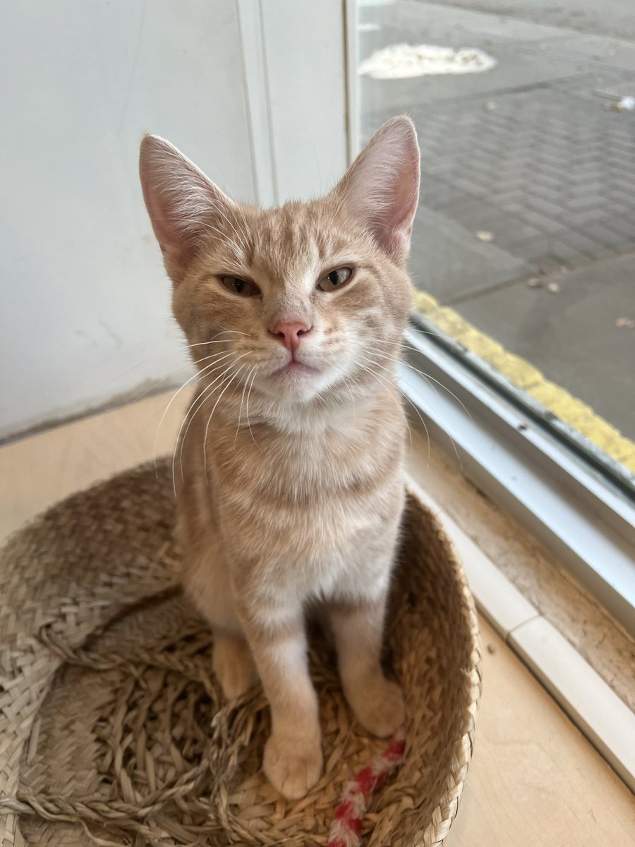 SAFE Team Rescue tweet media