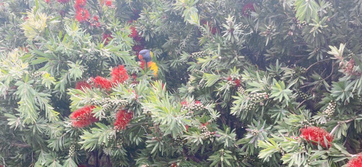 Australia’s native birds have been one of Laura’s favourite things about her time here.

Having never seen galahs, cockatoos and lorikeets, she says she feels like she’s in a zoo when she see them flying freely.

What’s your favourite native Australian bird? 

#jrnl102