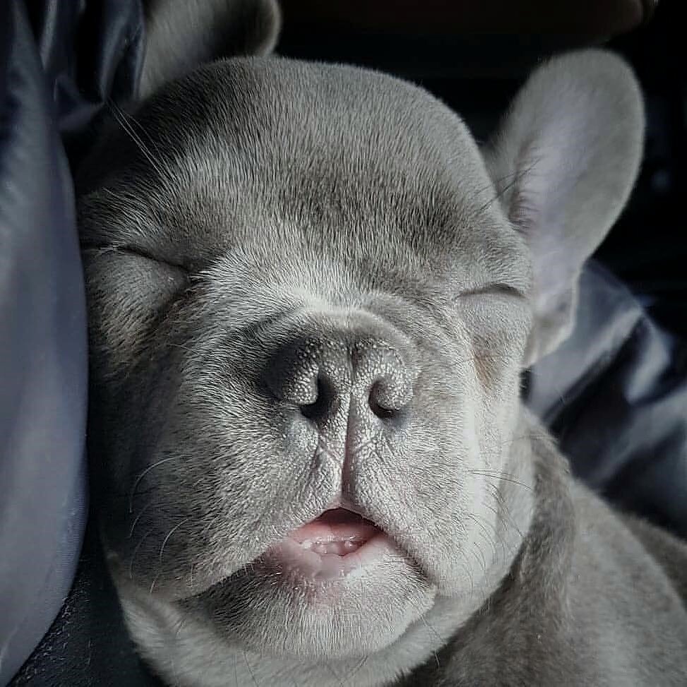 Tag someone who’s always 😴! 
#Bulldogs #frenchies #DOGE #lufc #ELONMUSK #insiders