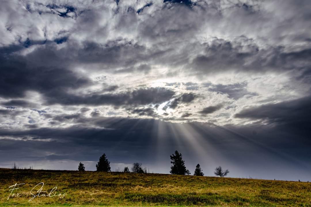 SaltyFoxFR tweet media