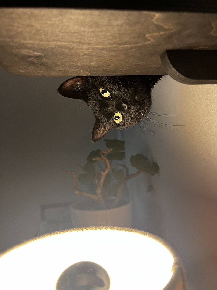 nycmeredith's tweet photo. @poorlycatdraw Mo says hello! https://t.co/p3udsMZXOZ