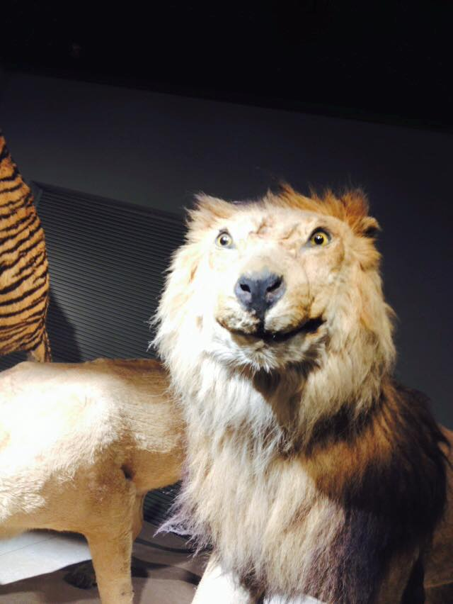 thocpodcast's tweet image. Some really stand-out work by the Shanghai Natural History Museum