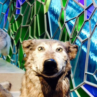 thocpodcast's tweet image. Some really stand-out work by the Shanghai Natural History Museum