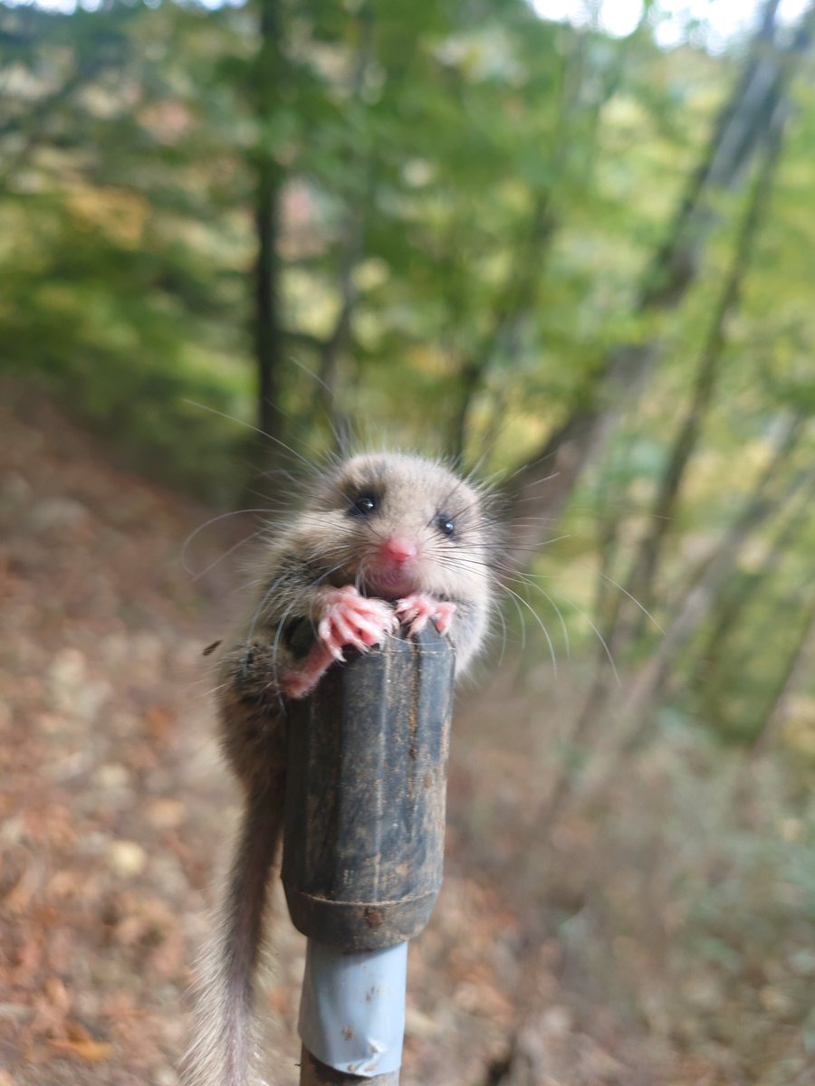 ふぉあ tweet media