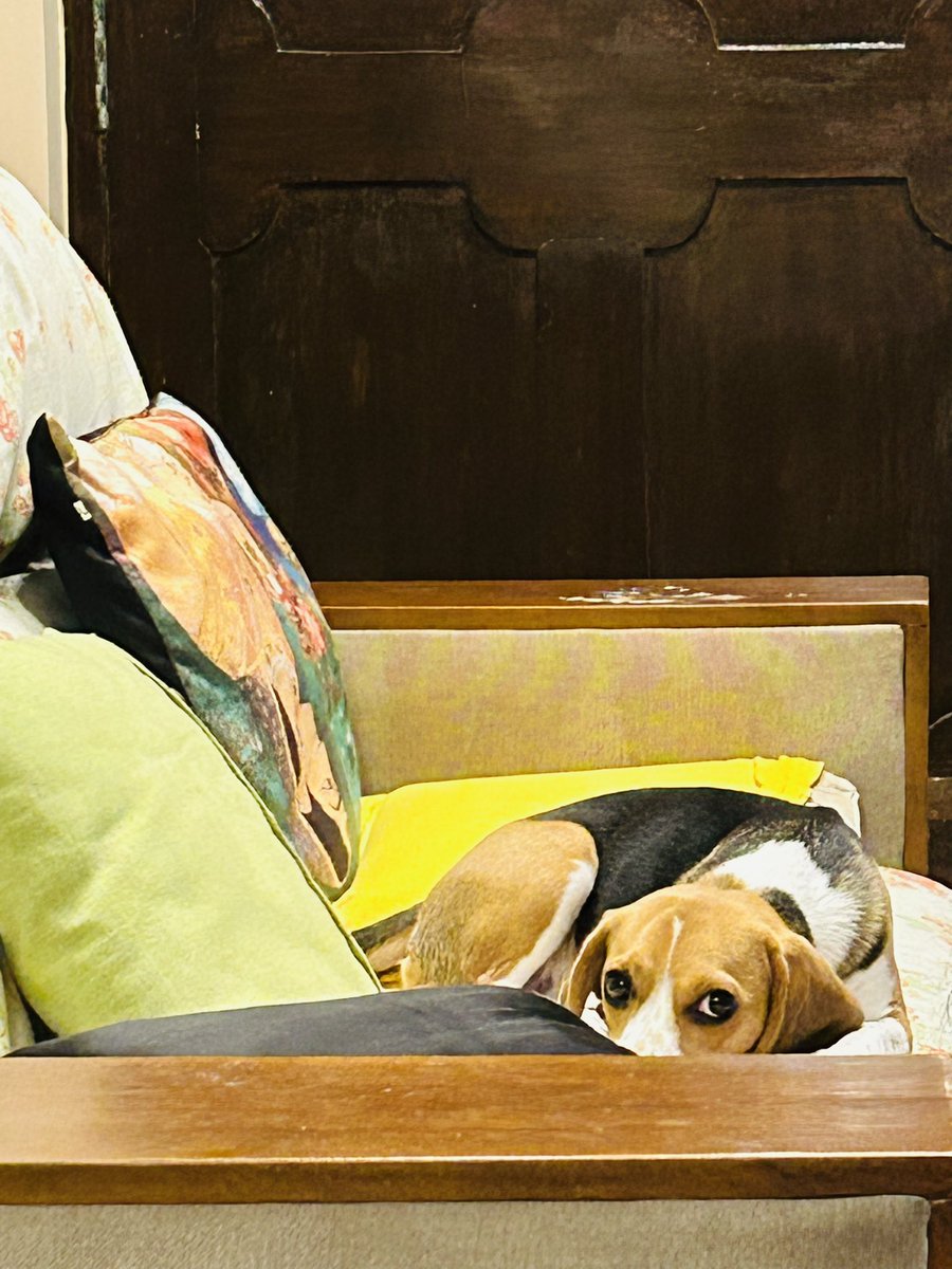 Goob morning pawple 😍💓🐶 #beagle #beagles #beaglesoftwitter #dog #dogsarefamily #dogs