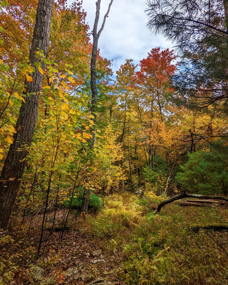 CayenneBomba's tweet photo. Bald Eagle State Forest two weeks ago #pennsylvania #pastateforests #baldeaglestateforest #padcnr #dcnr #onlyinpa #hiking #hike #beautiful #fall #fallfoliage #fallcolors #fallvibes https://t.co/CuNK2Tlq4P