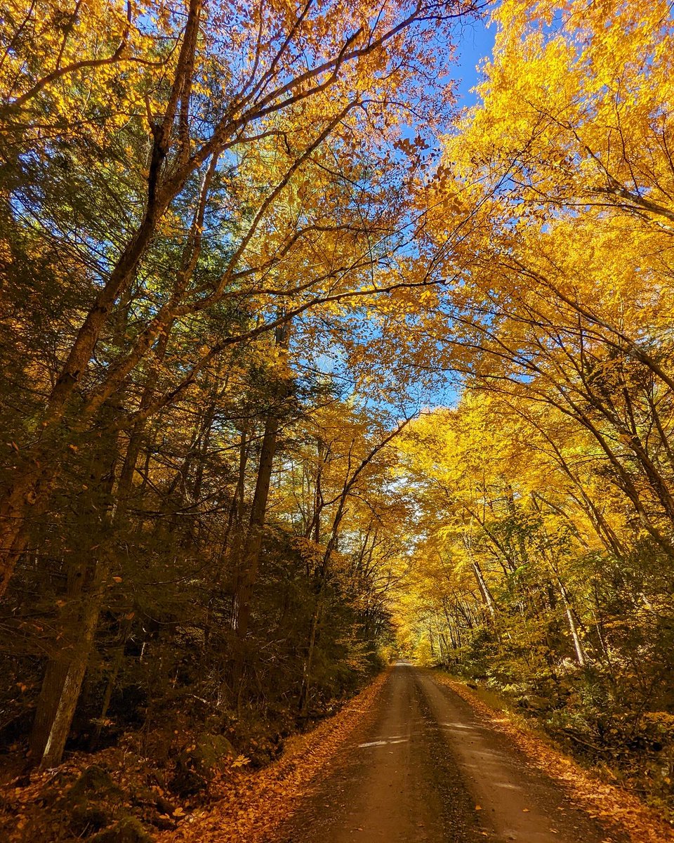 CayenneBomba's tweet photo. Bald Eagle State Forest two weeks ago #pennsylvania #pastateforests #baldeaglestateforest #padcnr #dcnr #onlyinpa #hiking #hike #beautiful #fall #fallfoliage #fallcolors #fallvibes https://t.co/CuNK2Tlq4P