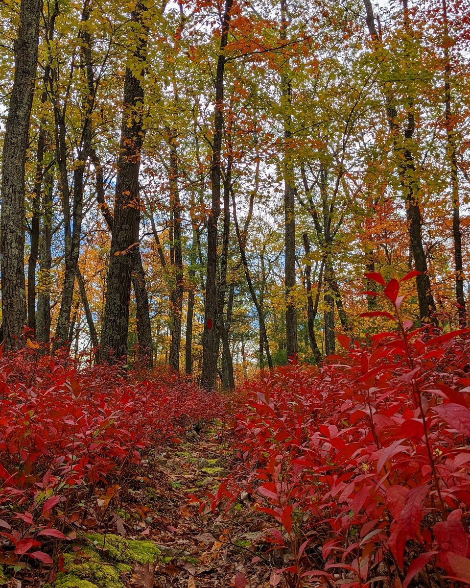 CayenneBomba's tweet photo. Bald Eagle State Forest two weeks ago #pennsylvania #pastateforests #baldeaglestateforest #padcnr #dcnr #onlyinpa #hiking #hike #beautiful #fall #fallfoliage #fallcolors #fallvibes https://t.co/CuNK2Tlq4P
