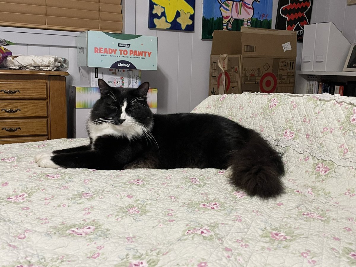 Michicanner's tweet photo. The prince has taken his position for bedtime. Look how regal 😍 #KittyMeowMeow #Caturday #CatsOfTwitter https://t.co/bQRVRwWlMZ