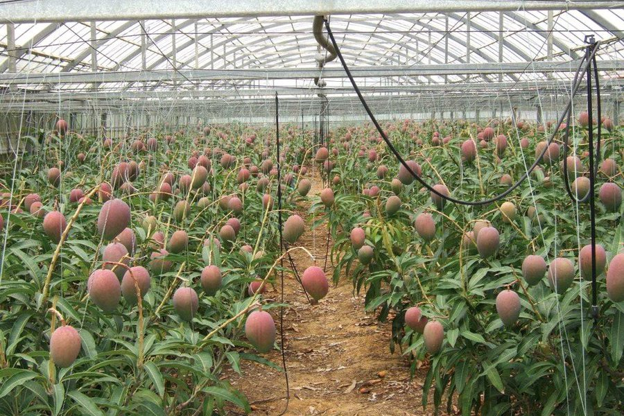 Modern Agriculture Updates on Twitter "Mango farming in green house is