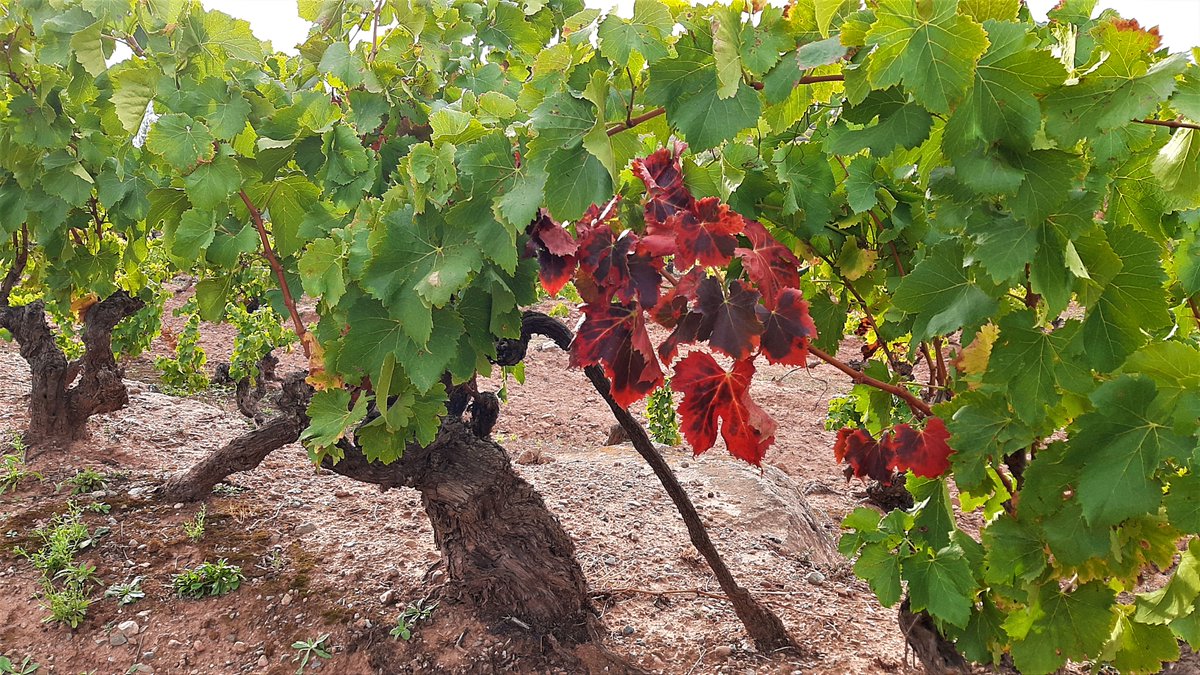 Reflexión:
Tras un año de poca precipitación y temperaturas extremas se evidencia que las cepas que metabólicamente mejor lo han superado son vasos de cierta edad sin riego habitual. Su sistema radicular esta bien desarrollado y la parte aérea protege mejor las bayas del sol.