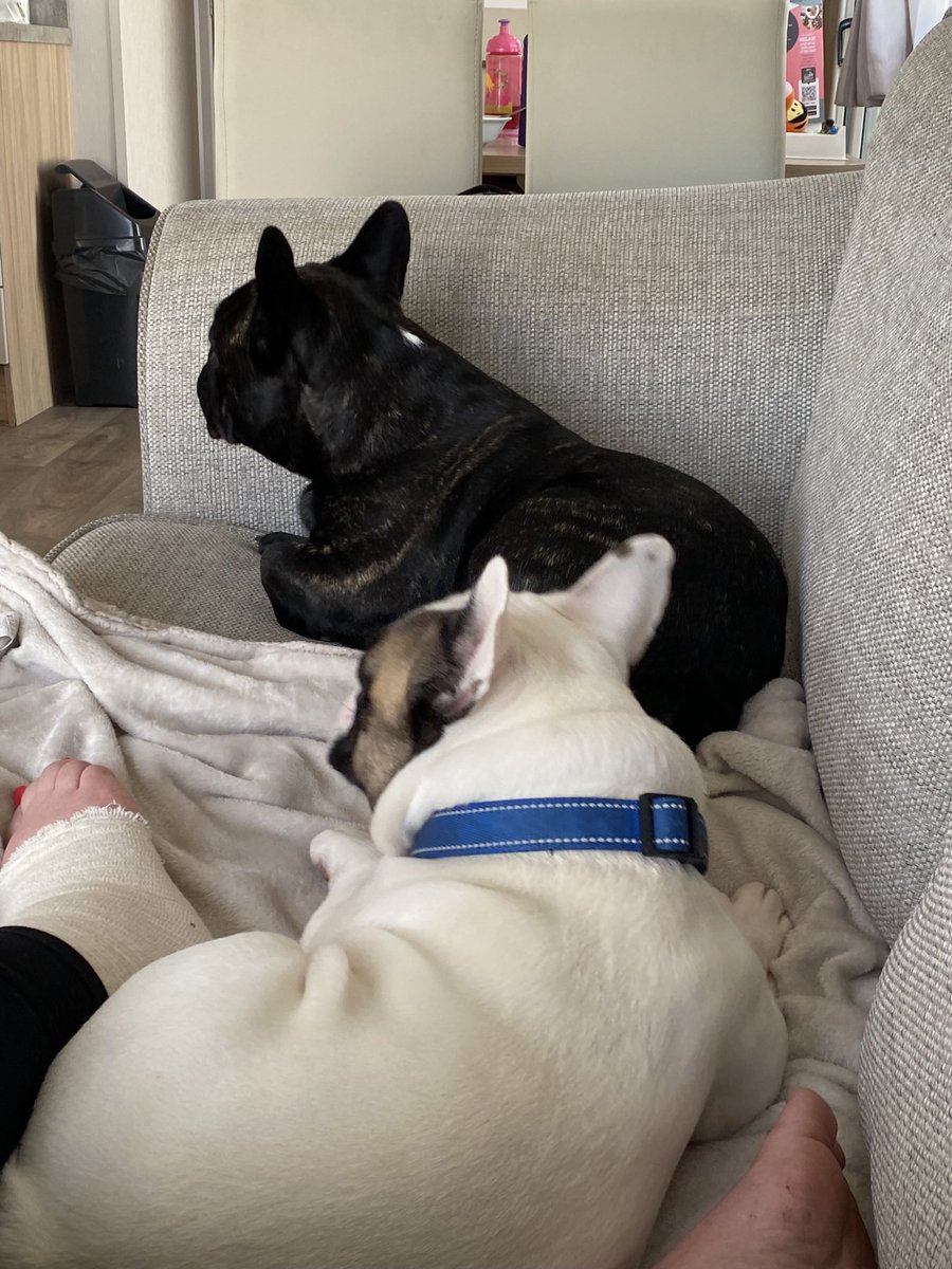 VickyMccrory's tweet photo. #brothers #bestfriends #frenchies #itsadogslife https://t.co/qQ4R985jaV