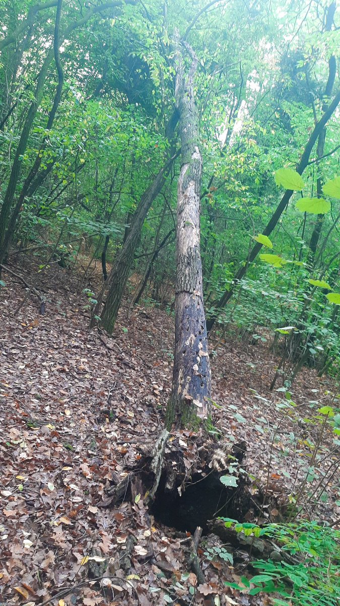 esincekom's tweet photo. Biraz orman havası alalım dedik... Çiçek gibi açmış mantarlar 🍄 https://t.co/UmDRQE51UG