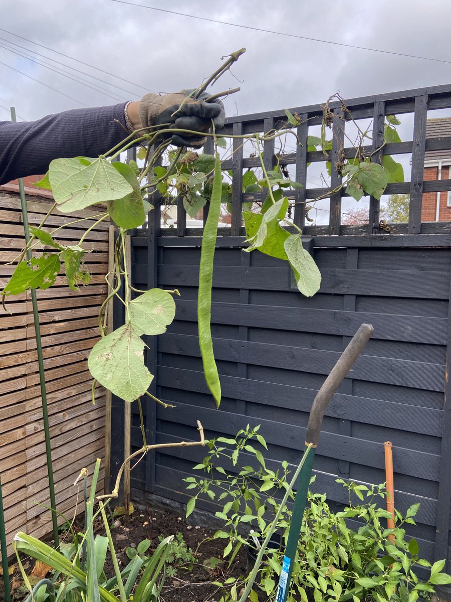 trebletrainer's tweet photo. Now that’s what I call a runner bean 😂😂😂 https://t.co/GUqB1IFAED
