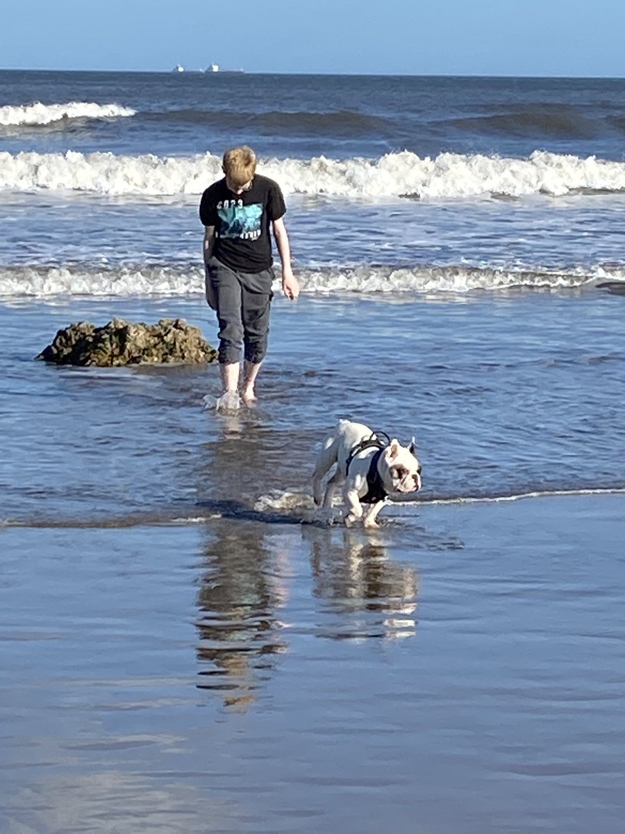 VickyMccrory's tweet photo. Beach life #beachlife #doggiesonholiday #brothers #frenchies https://t.co/WmMdLHKZgG