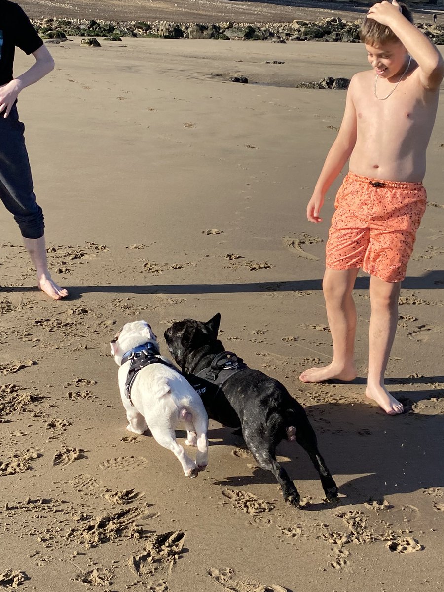 VickyMccrory's tweet photo. Beach life #beachlife #doggiesonholiday #brothers #frenchies https://t.co/WmMdLHKZgG