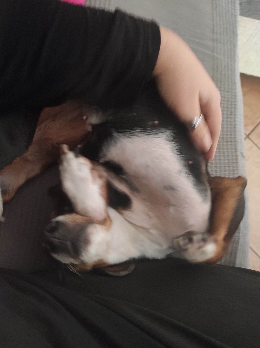 ChoosyGirl73's tweet photo. Mi si è smontato il cane... Qualcuno ha le istruzioni?
#canetta #Olivia #princessolivia #bassottina #scassacazzo #adorabile #puzzona #nasona #lamorechecosé https://t.co/9gVMihkhrk