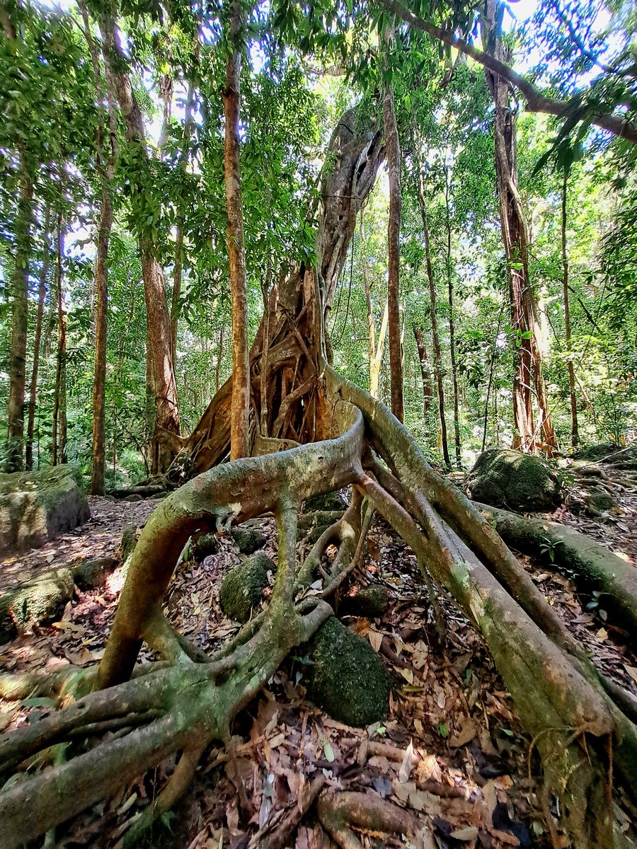 There's something fascinating about walking through the rainforest. Dont you think? #thisisqueensland #seeaustralia #NaturePhotography