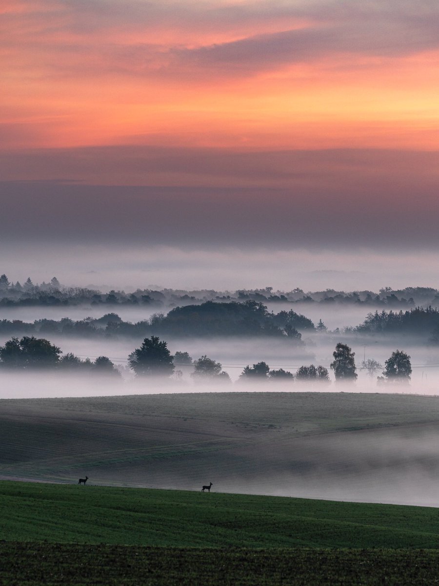 Des fois, tous les éléments sont réunis pour la réalisation d’une belle photo, comme ce matin par exemple, en Alsace. 😍