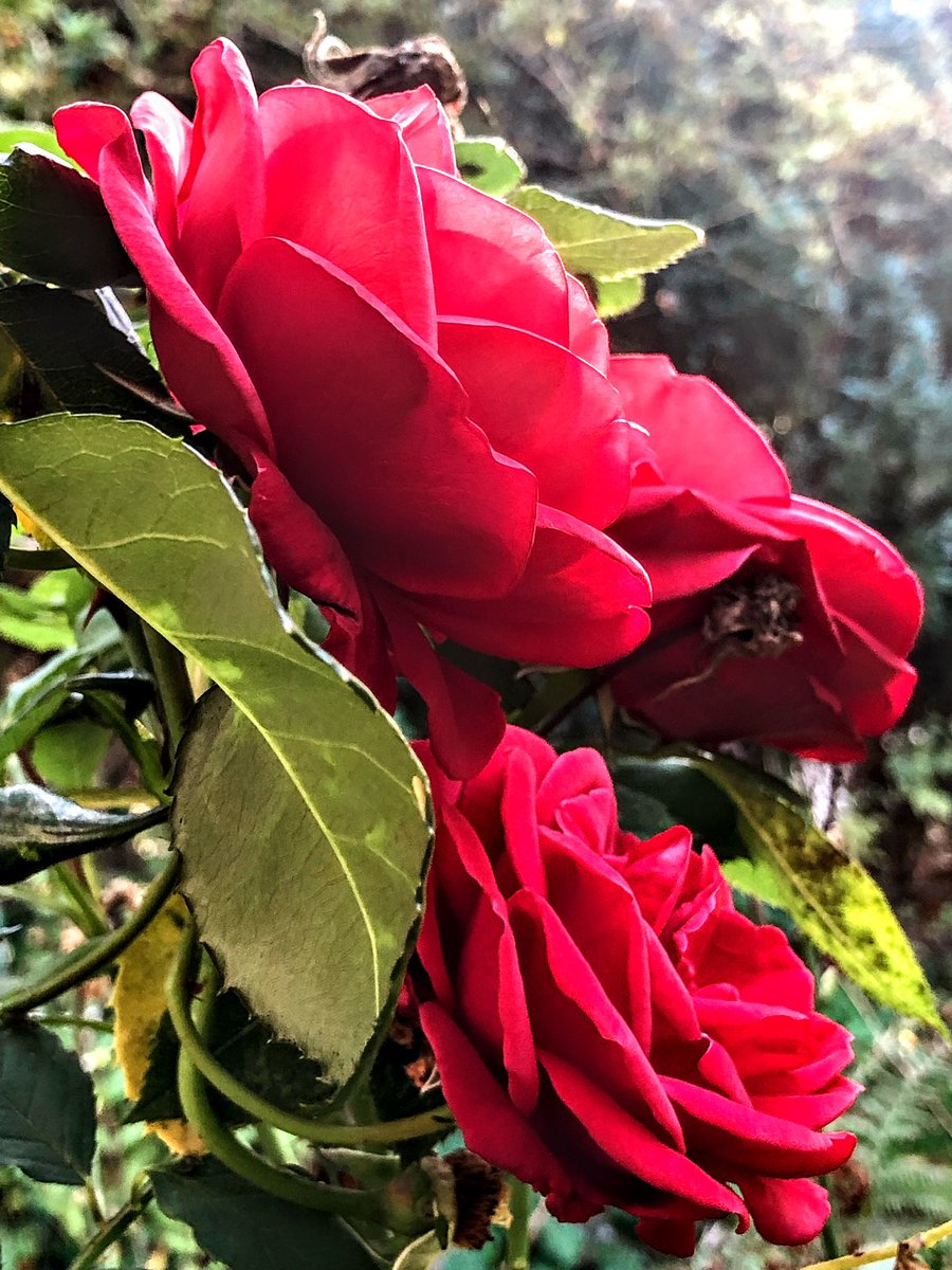 Linix09475941's tweet photo. @AndreasKratzke1 Morgen Andreas 🥰🎶🦋☕️ https://t.co/nBx7Kjc2a9