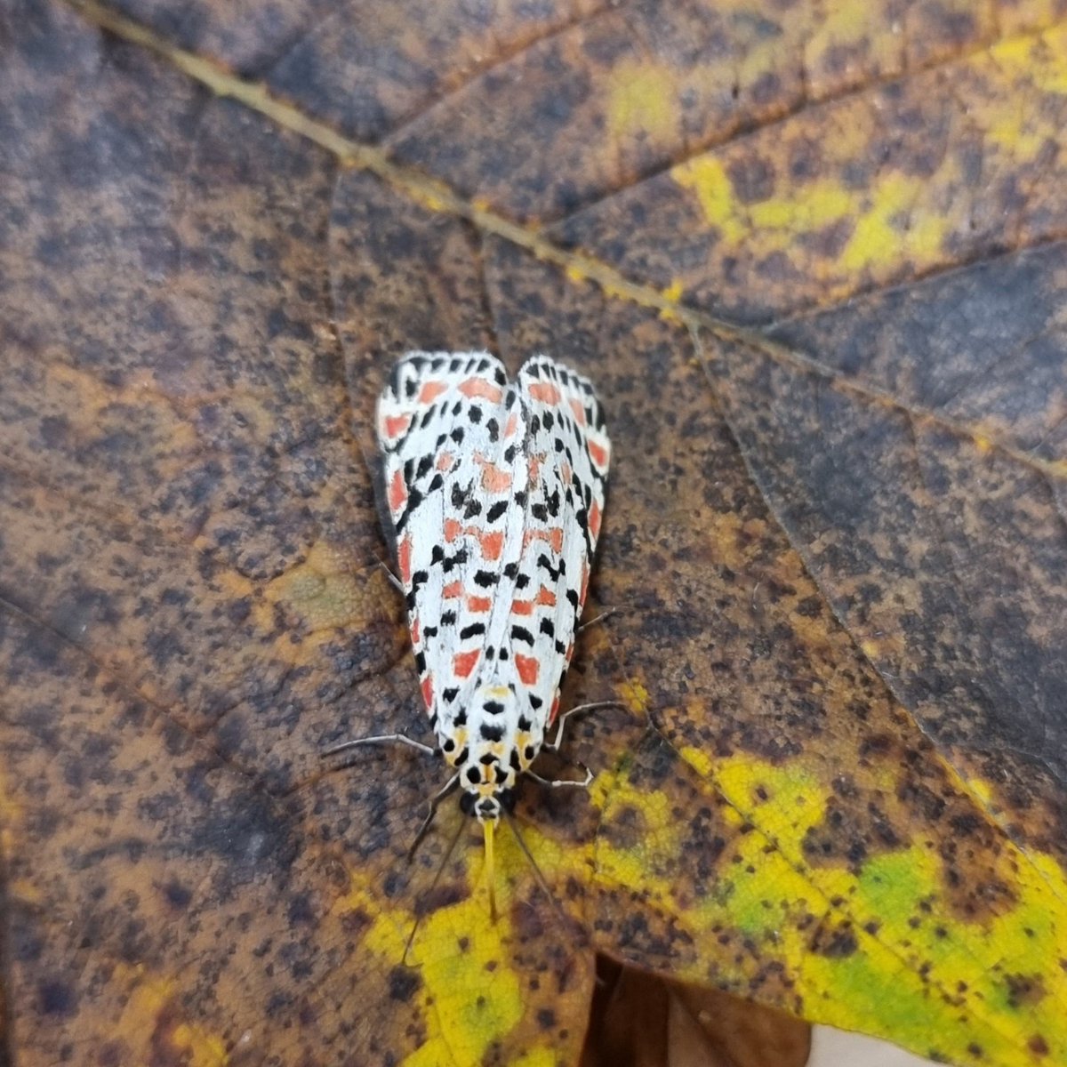Glad to join in on the crimson speckled craze with this one trapped by Nige Lound over night at Gibraltar Point