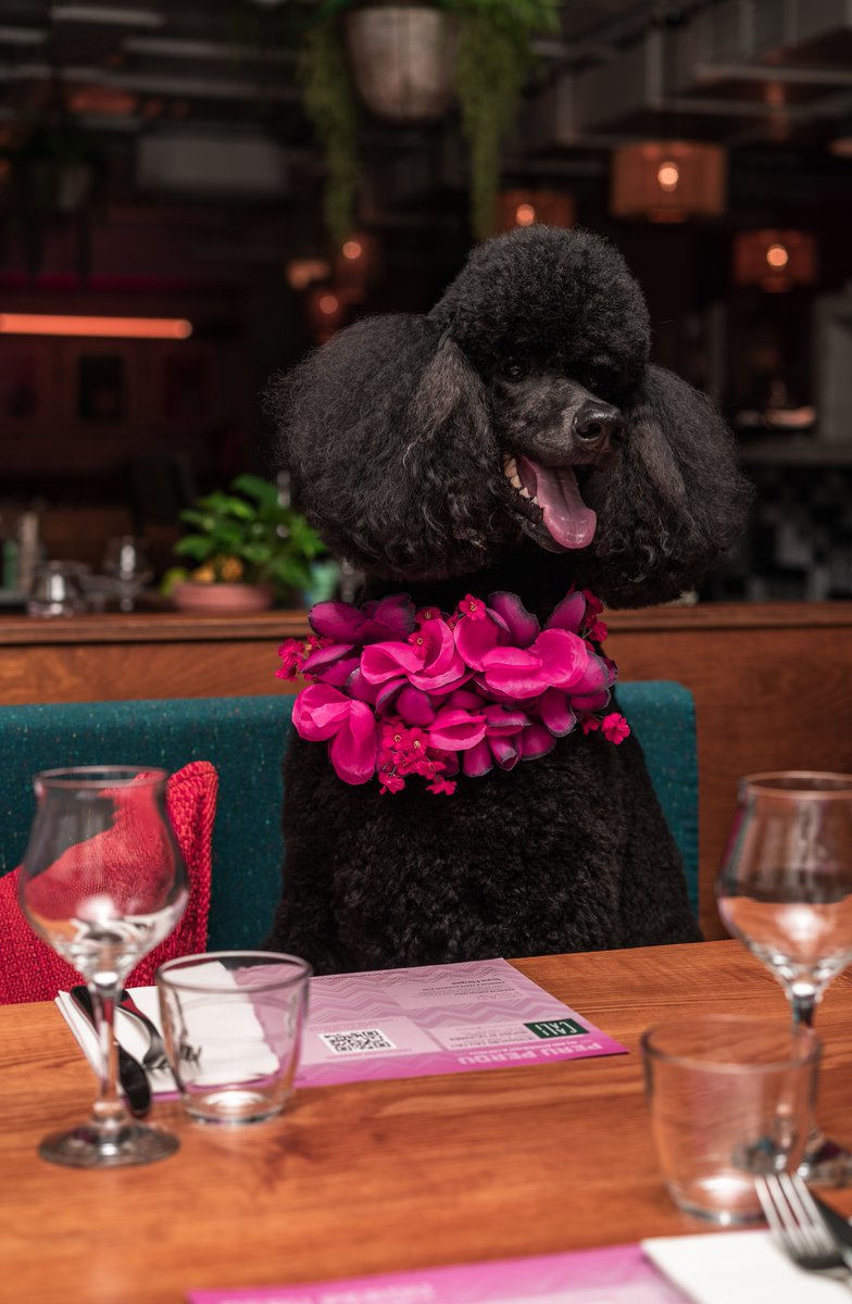 Peru Perdu tweet media