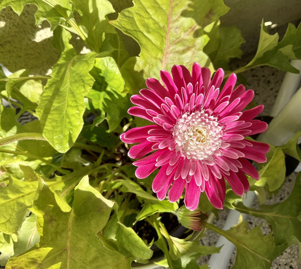 30. Oktober, Frühstücken auf dem Balkon bei 30 Grad. Das ist doch verrückt. Und da sagt noch einer es gibt keine Klimaänderung