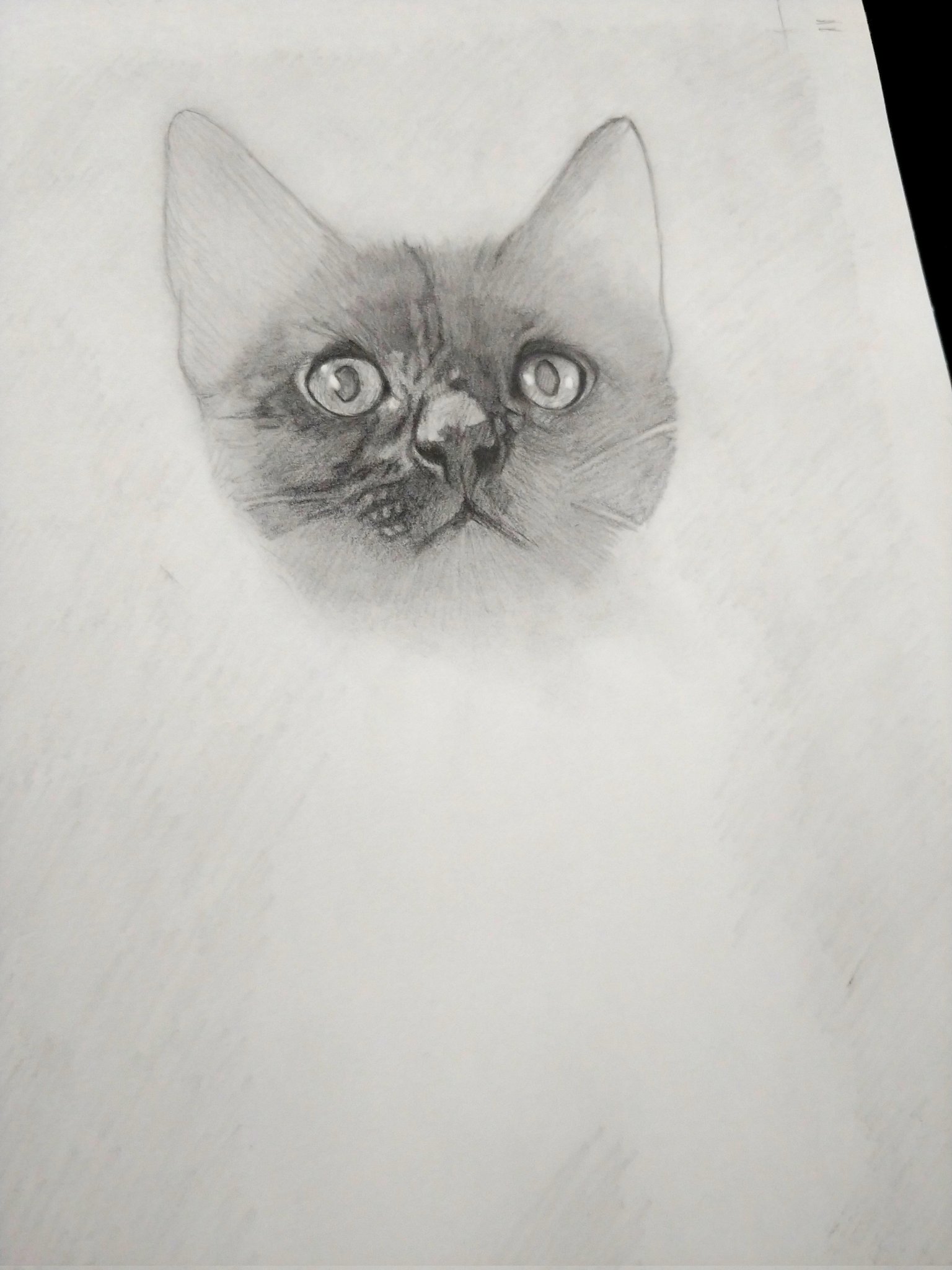 鉛筆画】猫ちゃん 値下げ中