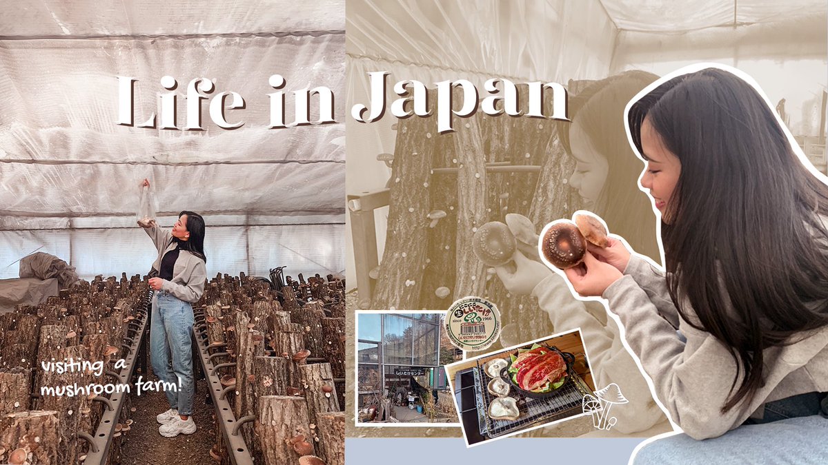 mingmaii's tweet photo. Introducing this amazing shiitake mushroom picking farm with an indoor bbq space in Takatsuki City Osaka, Japan 🍖🍄🍂#japan #japanvlog #lifeinjapan #shiitake #autumn #bbq https://t.co/y4GVWIm61t https://t.co/hacd7Xfn0P