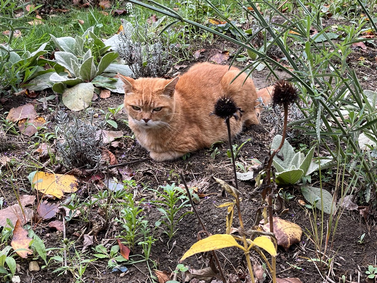 His gingerness keeping me company whilst I am weeding #CatsOfTwitter #CatsOnTwitter