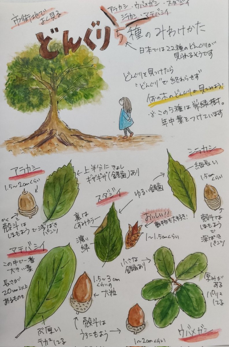 ドングリ のイラスト マンガ コスプレ モデル作品 24 件 Twoucan